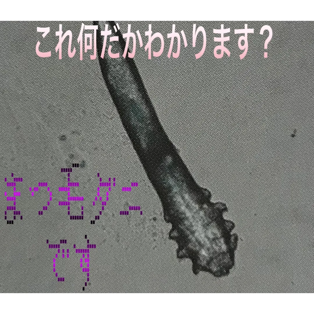 本日は、まつ毛ダニについてです。