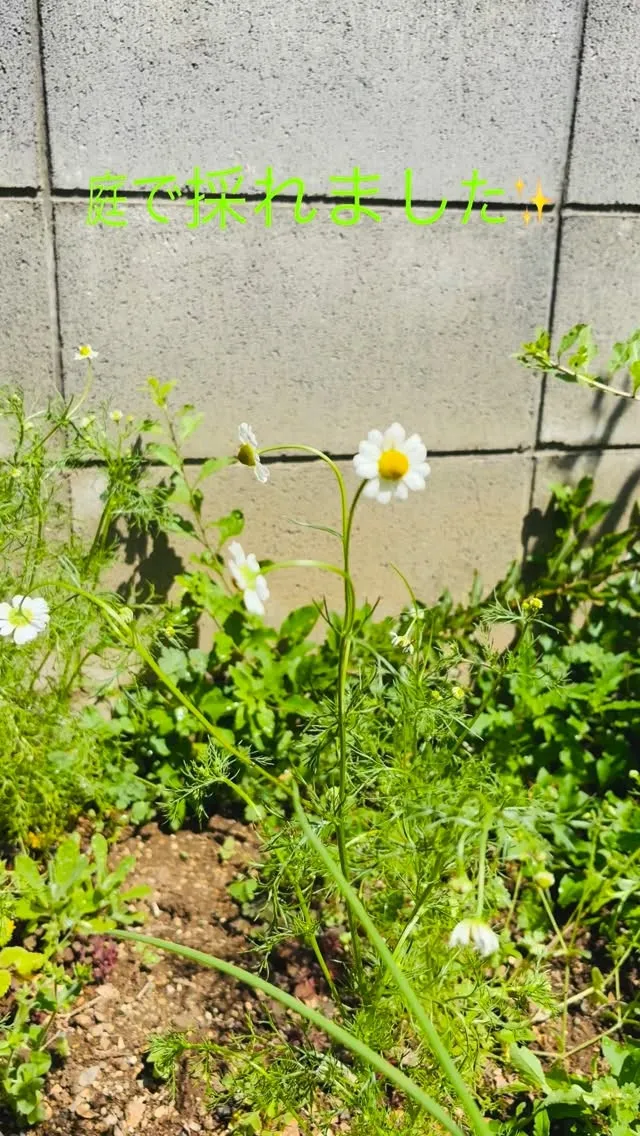 本日は、カモミールが採れました🌼